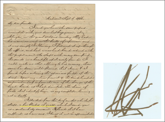 Letter with original blades of grass enclosed– September 6, 1866 Letter with original blades of grass enclosed– September 6, 1866