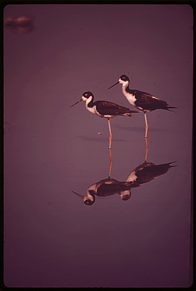 "Stilt birds live protected in Kanahe Pond..." (U.S. National Archives ARC identifier 554067) "Stilt birds live protected in Kanahe Pond..." (U.S. National Archives ARC identifier 554067)