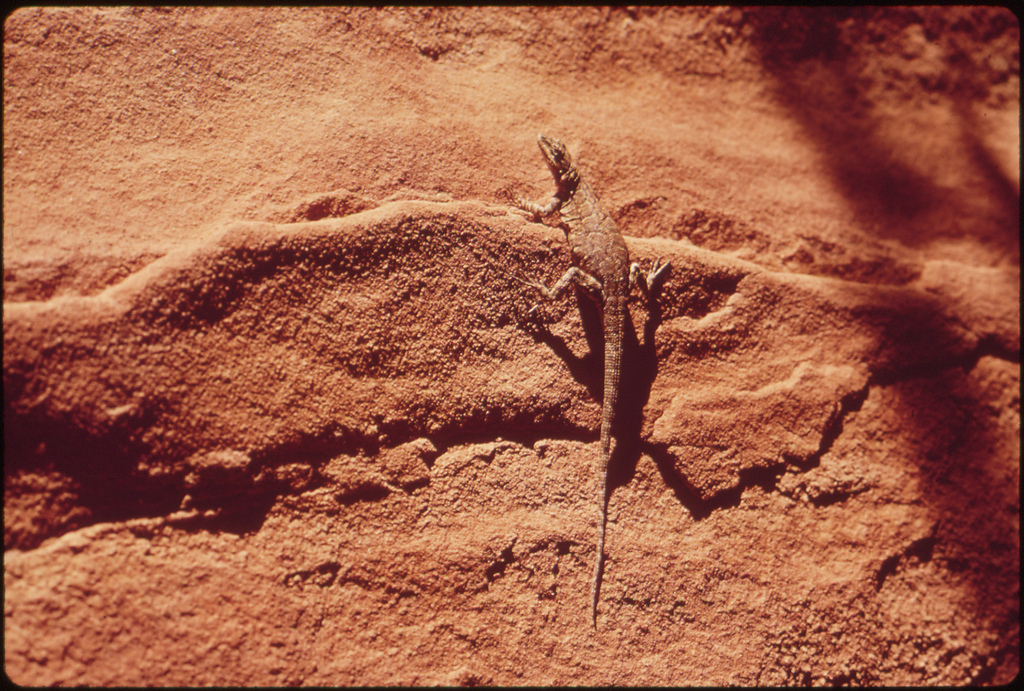 Lizard, 05/1972