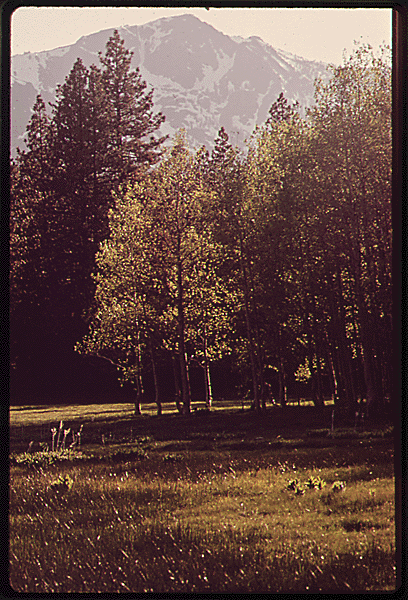 Meadow, 05/1972.
